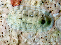 Rhyssoplax olivacea