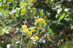 Callaeum macropterum