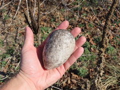 Cucurbita foetidissima