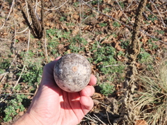 Cucurbita foetidissima