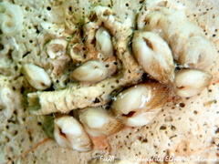 Striarca lactea