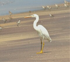 Egretta gularis