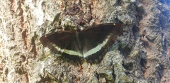 Eurytela hiarbas