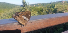 Charaxes cithaeron