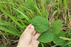 Neustanthus phaseoloides