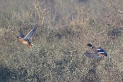 Anas platyrhynchos