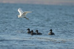 Egretta garzetta