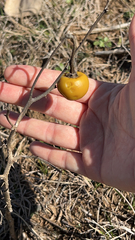 Solanum elaeagnifolium