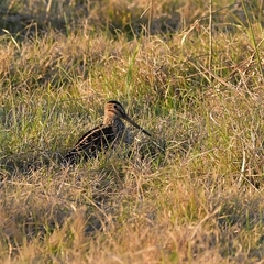 Gallinago paraguaiae