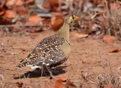 Pterocles bicinctus multicolor