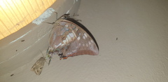 Charaxes ethalion ethalion