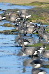 Branta bernicla