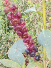 Phytolacca heterotepala