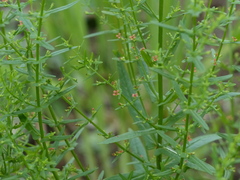 Ammannia multiflora