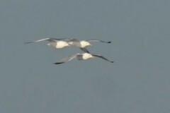 Larus argentatus