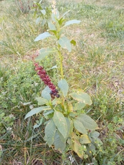 Phytolacca heterotepala