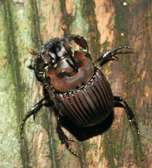 Phanaeus bispinus