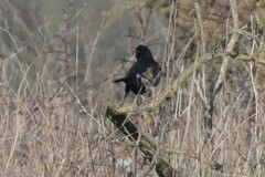 Turdus merula