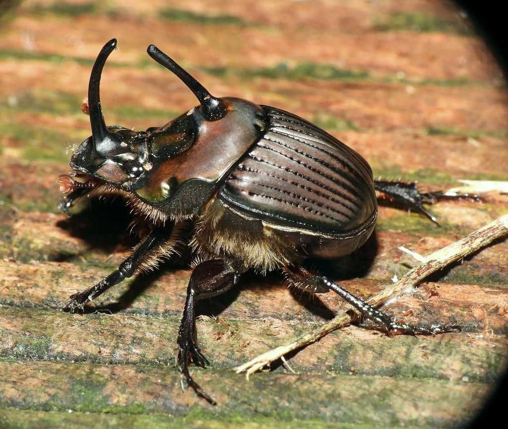 Phanaeus bispinus