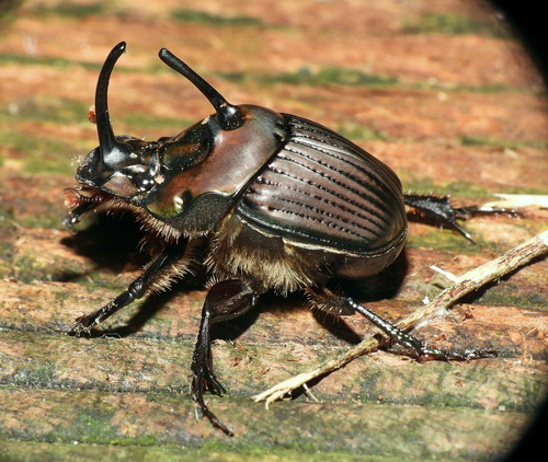 Phanaeus bispinus