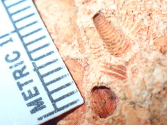 Trilobita