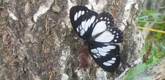 Charaxes wakefieldi