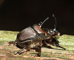 Phanaeus bispinus