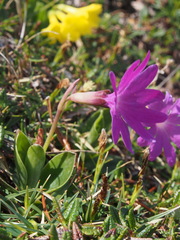 Primula clusiana