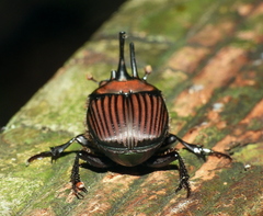 Phanaeus bispinus