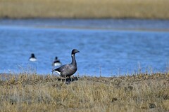Branta bernicla