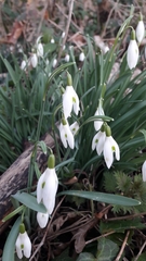 Galanthus
