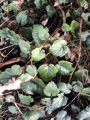 Rubus tricolor