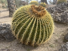 Kroenleinia grusonii