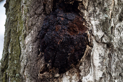 Inonotus obliquus sterilis