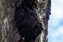 Inonotus obliquus sterilis