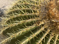 Kroenleinia grusonii