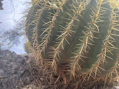 Kroenleinia grusonii