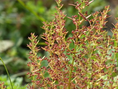 Ammannia multiflora