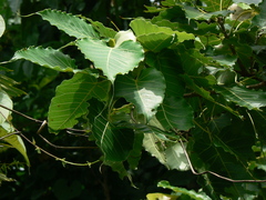 Ficus arnottiana