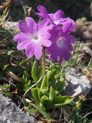 Primula clusiana