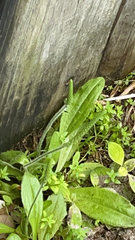 Plantago virginica
