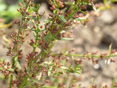 Ammannia multiflora