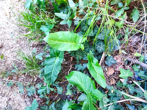 Image of Arum dioscoridis by (c) Татьяна Максимова, some rights reserved (CC BY)