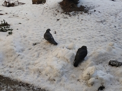 Columba livia domestica