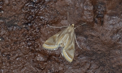 Eoophyla