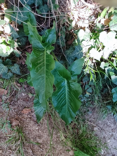 Image of Arum dioscoridis by (c) Татьяна Максимова, some rights reserved (CC BY)