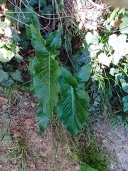 Arum elongatum
