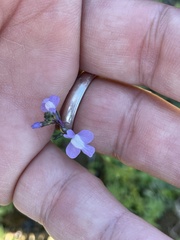 Nuttallanthus canadensis