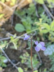 Nuttallanthus canadensis