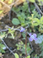 Nuttallanthus canadensis